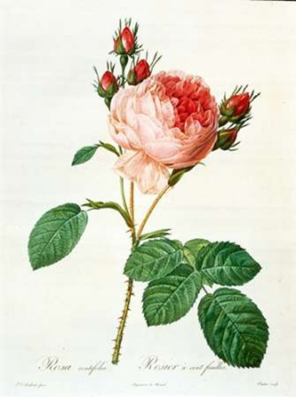 Rose,Centifolia with 100 Petals Poster Print by Pierre-Joseph Redout - Item # VARPDXPJR01